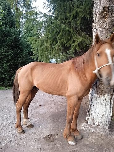 обмен на дакан: Продаю | Жеребец | Дончак | Рабочий — 1