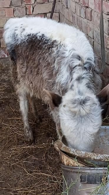 Продаю | Тёлка | Полукровка | На откорм | Привязанные