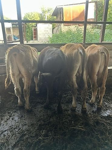 куплю корм для животных: Продаю | Бык (самец) | На откорм | Искусственник — 4