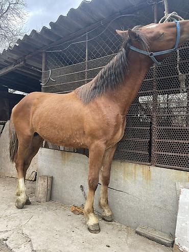 жеребчик: Продаю | Жеребец | Рабочий — 4