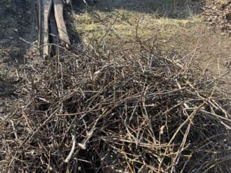 где купить семена павловнии: Рассада деревьев: Ореховые деревья, Самовывоз — 1