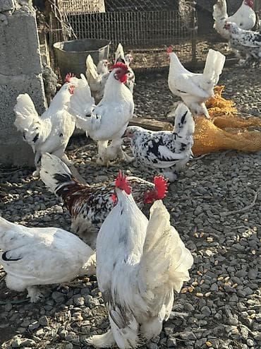 Продаю | Куры, Петух, Инкубационные яйца | Домашняя | На забой, Для разведения, Несушки