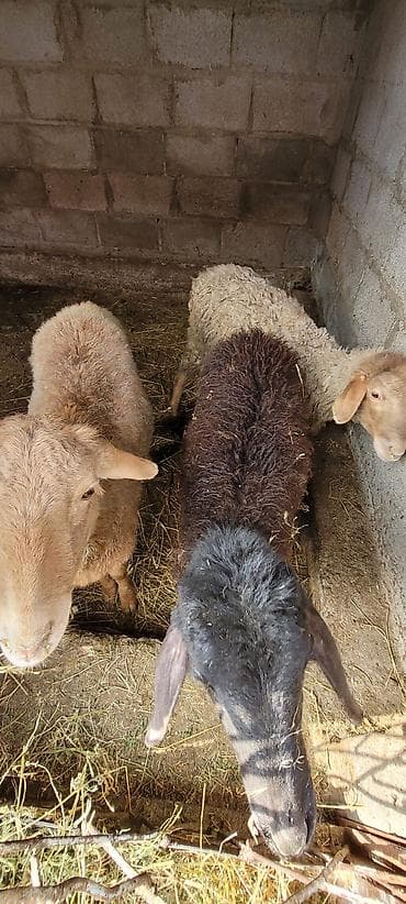 стрижка для овец: Продаю | Ягненок | Для разведения — 2