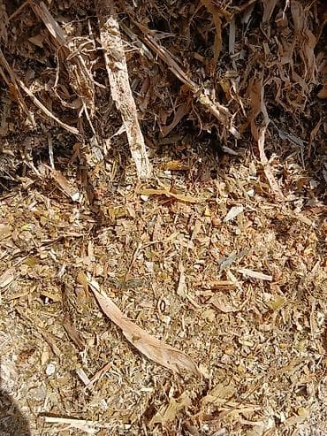 соль кормовая: Кукурузный силос - Высококачественный силос из кукурузы, измельчённый — 2