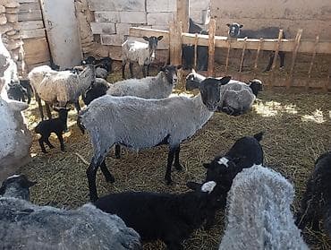 баран овцы: Продаю | Овца (самка) | Для разведения | Матка — 2