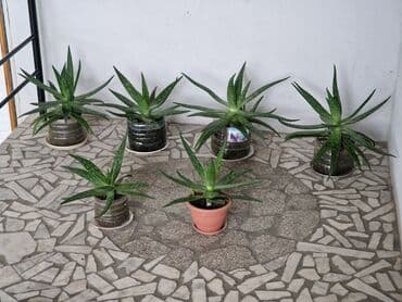 алоэ вера форевер: "Алоэ-Вера" Продаю бoльшой Алоэ-Вера 🌱 Вoзрaст: - 5ти летки. В — 6
