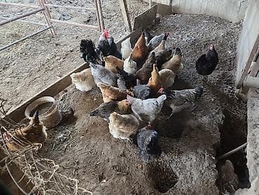 шотландская кошка цена бишкек: Продаю домашние куры — 1