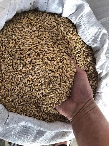 Ячмень
100% гарантия