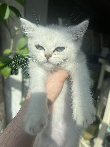 русская голубая кошка: Британский котёнок серебристого окраса (chinchilla/silver shaded). - — 8