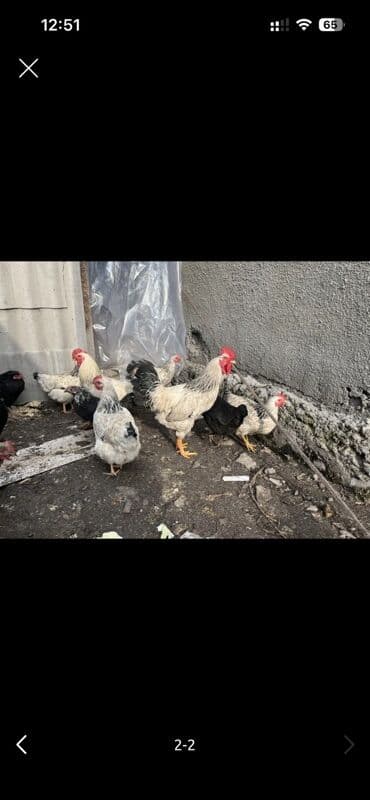 Продаю | Куры | Домашняя | Для разведения