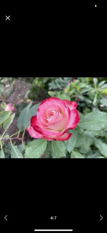 double a: Продаю двухлетних саженцы роз 1000 корней 
40 сортов оптом и врозницу — 4