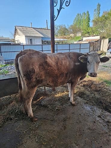 Сатам | Уй (ургаачы) | Аргын | Сүт алуу үчүн | Байланган