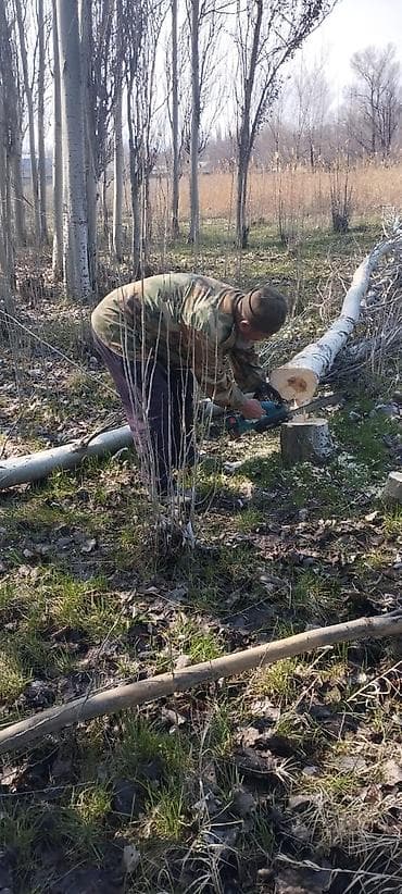 овцы дорпер: Продаю | Овца (самка) | Меринос | Для разведения | Матка — 10