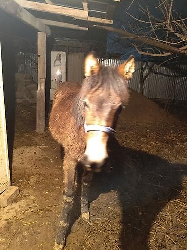 Птицы: Продаю | Жеребенок | Полукровка | Для разведения — 2