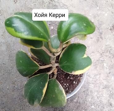 эвелины цветы: Продаю Хойя горшки двойные — 8