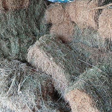 Тоо чооп 30.40шт бар