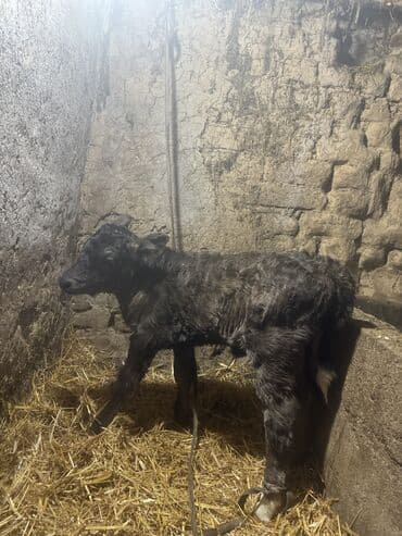 уй животных: Продаю | Музоо, торпок | Бельгийская | На откорм | Искусственник — 2