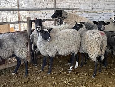 Продаю | Ягненок | Гиссарская, Долан, Арашан | Для разведения | Племенные, Осеменитель, Ярка at lalafo.kg Продаю | Ягненок | Гиссарская, Долан, Арашан | Для разведения | Племенные, Осеменитель, Ярка