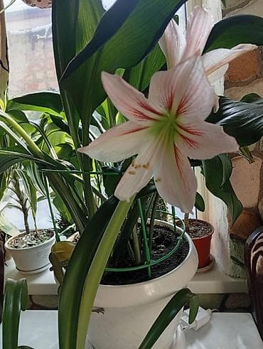 Продаю Амариллис - 450 сом
Р-н Алам. р-ка