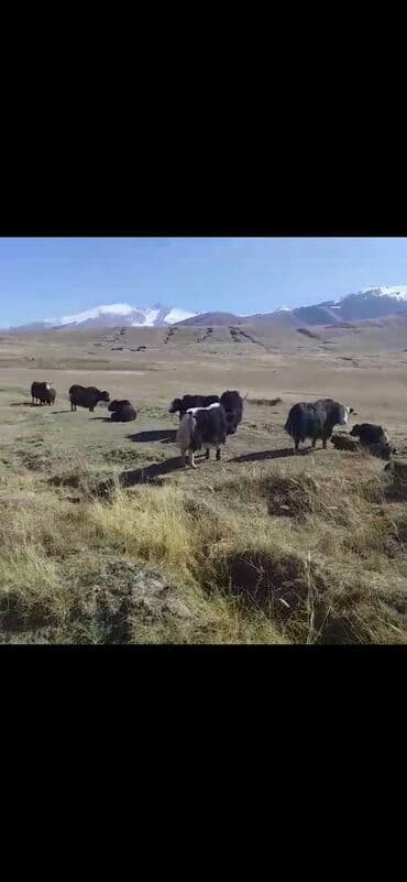 Грызуны: Продаю | Корова (самка) — 5