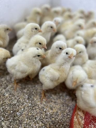Животные: Продаю | Цыплята | Хай-Лайн Соня Грей | На забой — 4