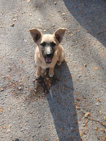 Собака даром: Дворняжка, 4 месяца, Самка at lalafo.kg Собака даром: Дворняжка, 4 месяца, Самка