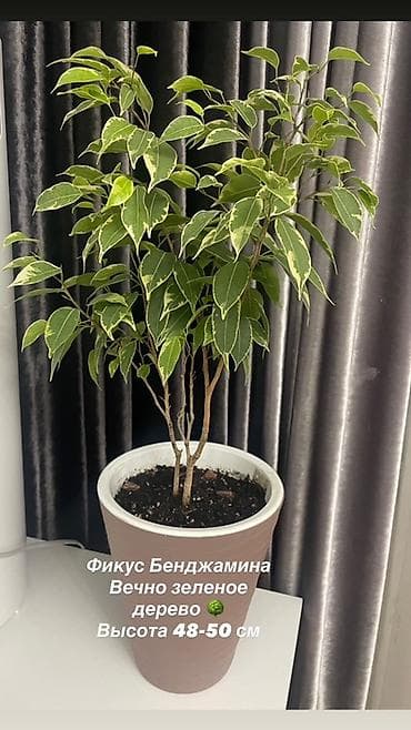 Фикусы: Фикус Бенджамина (вариегатная форма) в кашпо. - Тип: вечнозелёное — 1