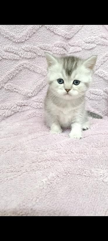 маленькие кошки: Скотиш Фолд (Шотландская вислоухая), 1 месяц, Девочка — 5