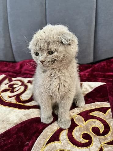 котенок белый купить: Шотландский вислоухий котёнок (окрас голубой) ПОДАРЮ БЕСПЛАТНО!!! - — 3