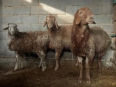 хохлатая собака: Продаю | Ягненок | Для разведения | Племенные — 2