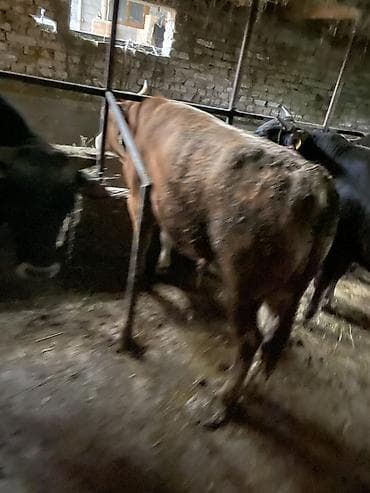 кукуруза семина: Продаю | Бык (самец) | Полукровка | На откорм | Привязанные — 3