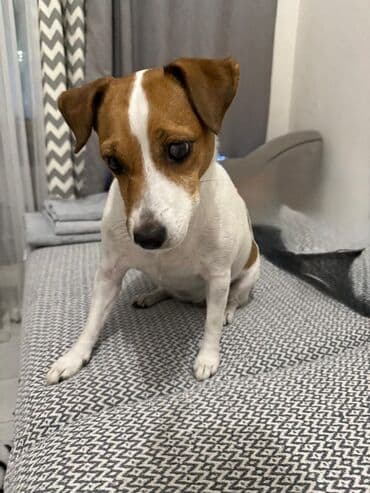 джек рассл терьер: Собака даром: Джек-рассел-терьер, Более 5 лет, Самка, С прививкой, С родословной — 1