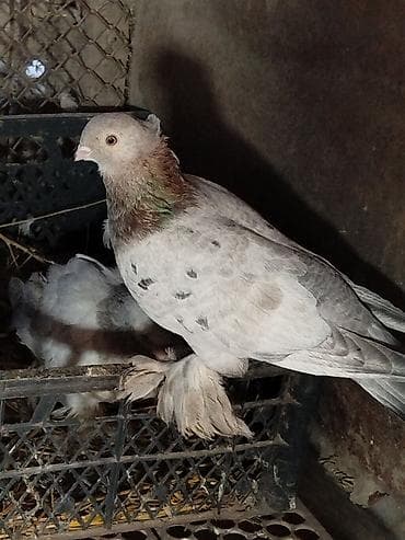 уй музо: Голубка игровая 1000 сом. обмен на курицу возможен — 1