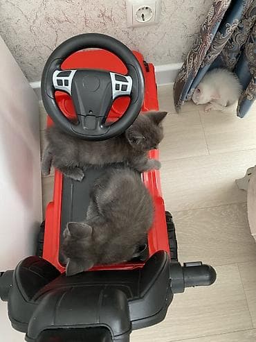 котята сфинкса: Котята домашние, игривые и ласковые - Возраст: 1,5месяца (малыши — 3