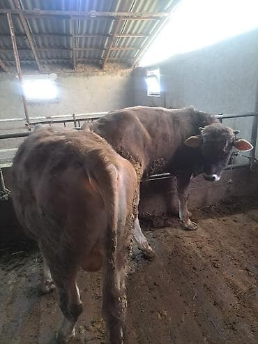 откорм база: Продаю | Бык (самец) | Швицкая | На откорм — 1