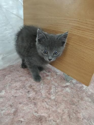 Кошка даром: Британская короткошёрстная, 1 месяц, Мальчик, Приучена к лотку