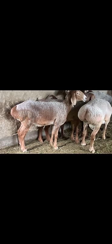 хмонг купить: Продаю | Овца (самка) | Арашан | Для разведения | Племенные, Матка — 1