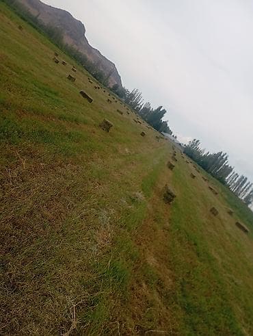 зерно очистител: Сено в тюках (прямоугольные кипы) - Классические прямоугольные тюки — 1