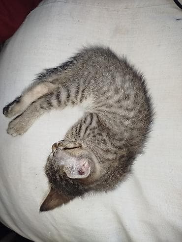 котята отдам в хорошие руки: Отдам котят в добрые и заботливые руки 🐾 5 очаровательных малышей: 2 — 2