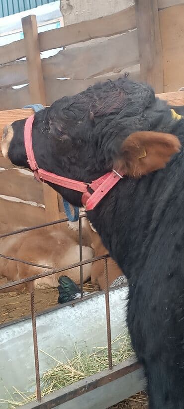 купить рыбу клоуна: Ангус три штуки супер — 2