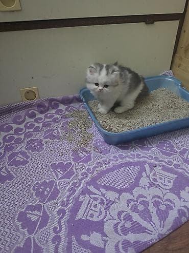 Мышыктар сатылат: Перс, 1 айлык, Ургаачы, Лотокко барууга үйрөтүлгөн — 9