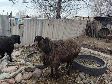цыплята тоджон: Продаю | Баран (самец) | Для разведения — 3