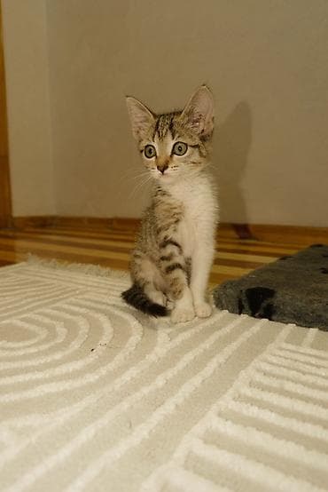 cat sofa: Девочка — 1