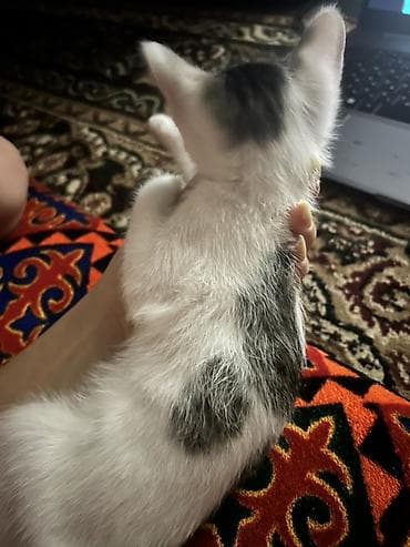 Кошка даром: Беспородная, 1 месяц, Мальчик, Приучена к лотку at lalafo.kg Кошка даром: Беспородная, 1 месяц, Мальчик, Приучена к лотку