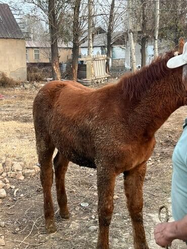 сколько стоит коза дойная купить: Продаю | Жеребенок | Рабочий — 1