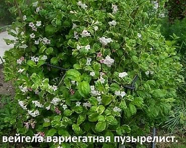 крестовник роули: Садовые растения - кустарники ( вейгела пестролистная, рябинник — 10