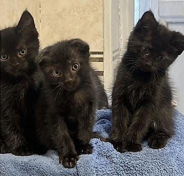 Мышыктар: Котята, окрас: черный и черно-белый (тукседо) Описание: - — 4