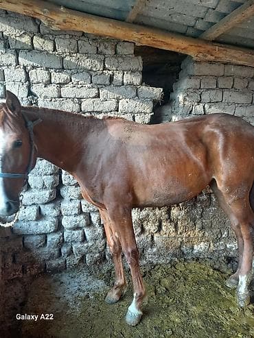 ат бишкек: Сатам | Бээ (ургаачы) | Союуга — 2