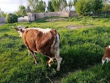 Продам с/х животных: Продаю | Корова (самка) | Герефорд | Для разведения | Привязанные — 7