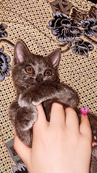 кошка майкун: Русская голубая кошка, отдам в добрые руки. - Возраст: 2 месяца 27 — 2